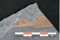 Foto (Detailansicht) von Plantae indet.  (NHMW-GEO-2024-0188-11200)
